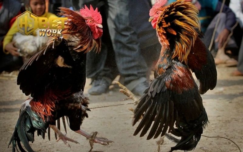 Kinh nghiệm chọn gà đá hay: Tuyệt chiêu từ sư kê lâu năm 4 kinh nghiệm chọn gà đá hay